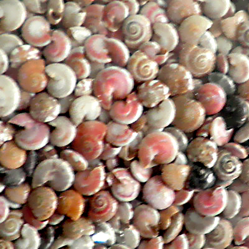 Διακοσμητικά Κοχυλάκια Snail Natural Small 1Kg
