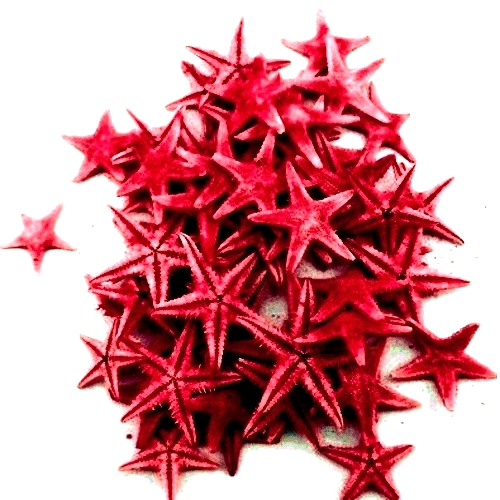 Κόκκινοι Φυσικοί Αστερίες 1-2εκ Συσκευασία 100 τεμ