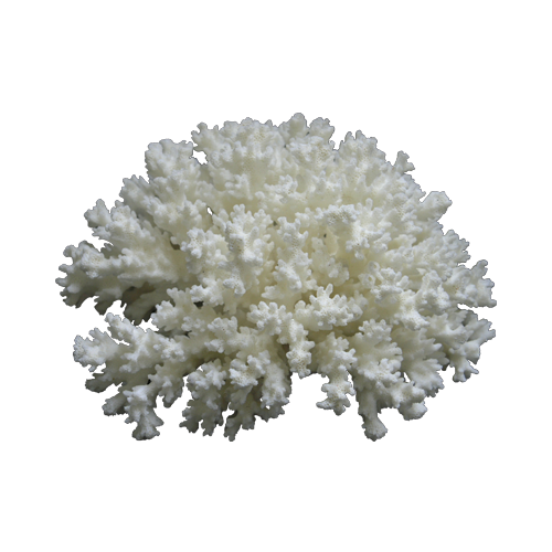 Λευκό Διακοσμητικό Κοράλλι