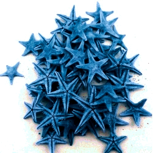 Μπλέ Φυσικοί Αστερίες 1-2εκ Συσκευασία 100 τεμ