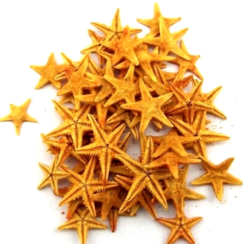 Πορτοκαλί Φυσικοί Αστερίες 1-2εκ Συσκευασία 100 τεμ