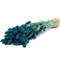 DRY PHALARIS FLOWER BLUE 70cm