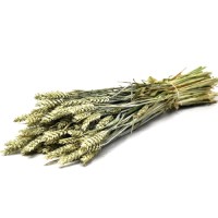 DECORATIVE DRY NATURAL WHEAT BEARDED FLOWER 70cm
