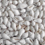 Διακοσμητικά Λευκά Κοχυλάκια Μίνι 1-15εκ 1kg