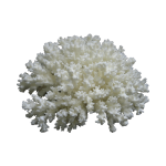 Λευκό Διακοσμητικό Κοράλλι