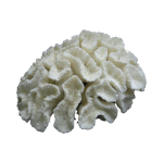 Λευκό Διακοσμητικό Κοράλλι Μανιτάρι